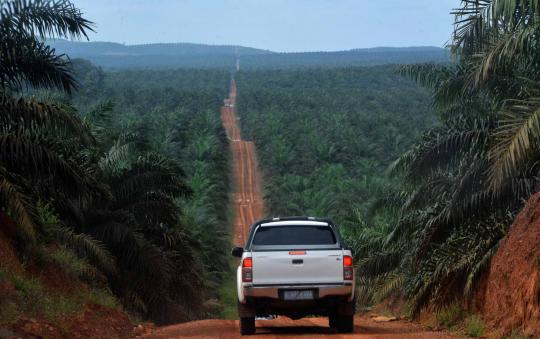 Sadisnya pembalakan hutan di Kalimantan demi kebun kelapa sawit