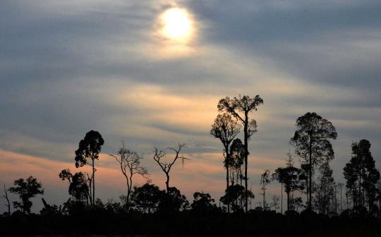 Sadisnya pembalakan hutan di Kalimantan demi kebun kelapa sawit