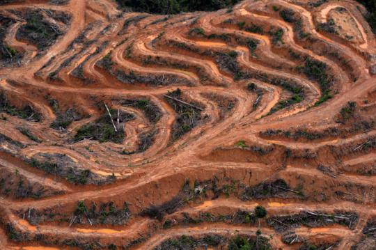 Pandangan udara Hutan Kalimantan yang semakin gundul