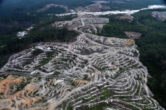 Pandangan udara Hutan Kalimantan yang semakin gundul