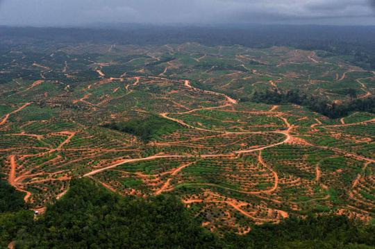 Pandangan udara Hutan Kalimantan yang semakin gundul