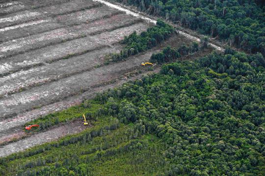 Pandangan udara Hutan Kalimantan yang semakin gundul