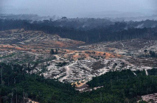 Pandangan udara Hutan Kalimantan yang semakin gundul