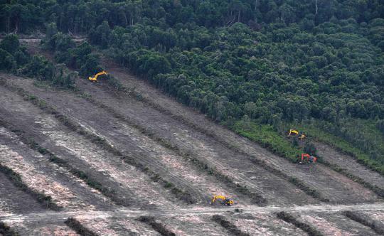 Pandangan udara Hutan Kalimantan yang semakin gundul