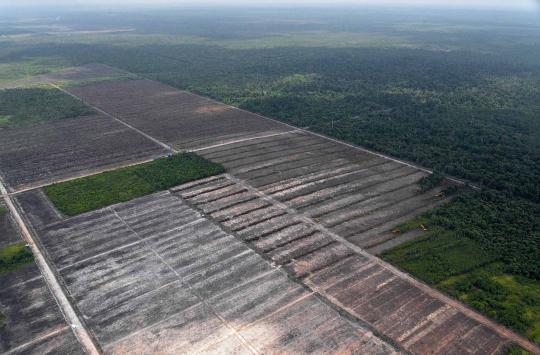 Pandangan udara Hutan Kalimantan yang semakin gundul