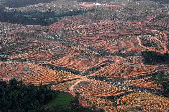 Pandangan udara Hutan Kalimantan yang semakin gundul