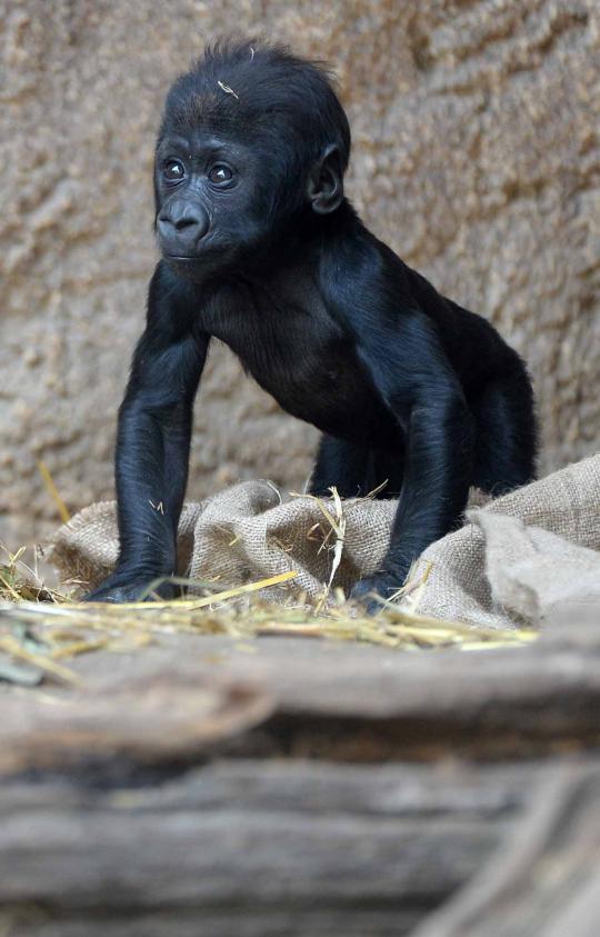 Tingkah lucu Yengo, bayi gorila di Kebun Binatang Leipzig