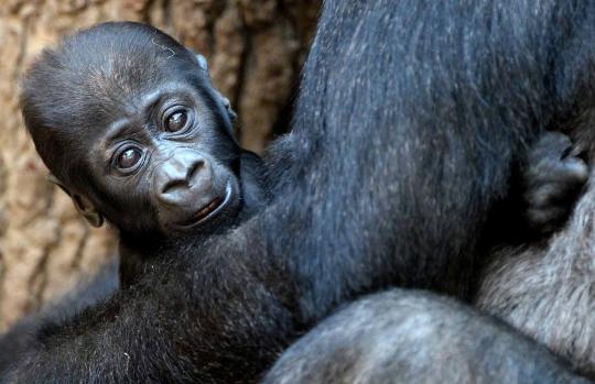 Tingkah lucu Yengo, bayi gorila di Kebun Binatang Leipzig