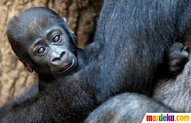 Foto : Tingkah lucu Yengo, bayi gorila di Kebun Binatang 