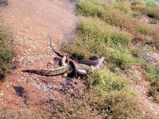 Pertarungan sengit Anaconda dan buaya di Australia