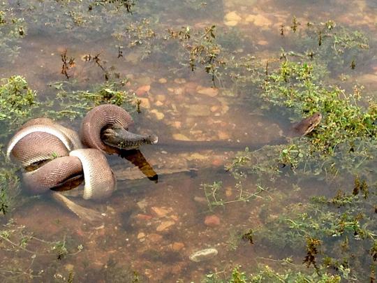 Pertarungan sengit Anaconda dan buaya di Australia