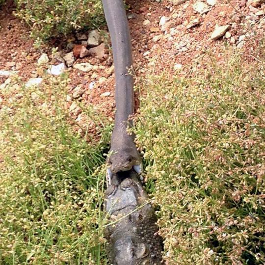 Pertarungan sengit Anaconda dan buaya di Australia