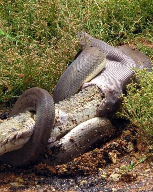 Pertarungan sengit Anaconda dan buaya di Australia