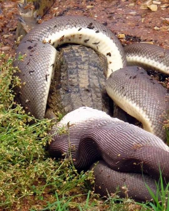 Pertarungan sengit Anaconda dan buaya di Australia