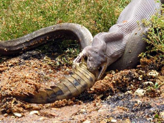 Pertarungan sengit Anaconda dan buaya di Australia