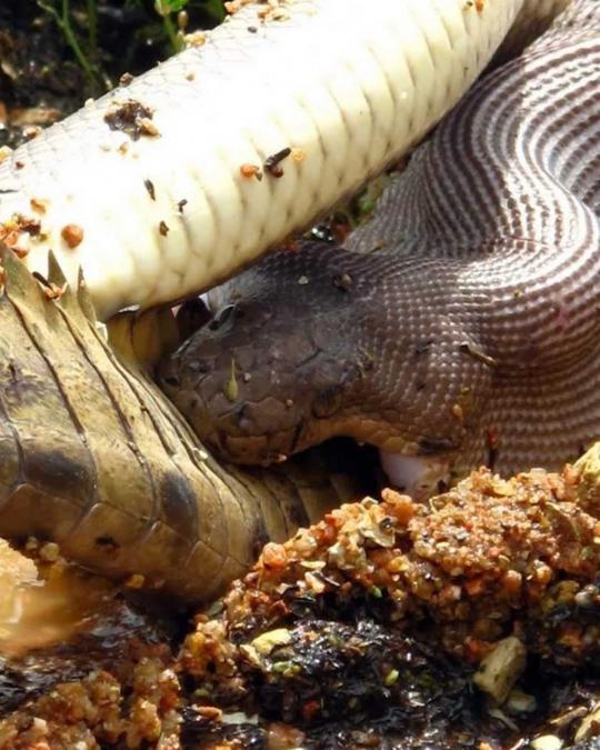 Pertarungan sengit Anaconda dan buaya di Australia