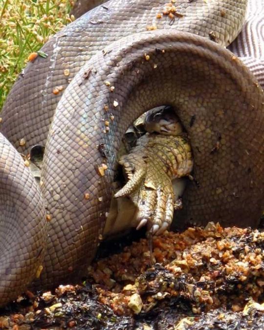 Pertarungan sengit Anaconda dan buaya di Australia
