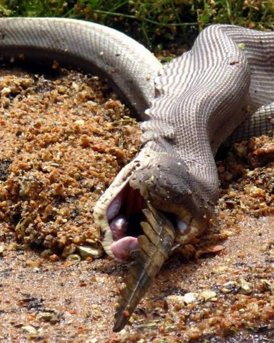 Pertarungan sengit Anaconda dan buaya di Australia
