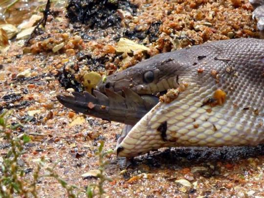 Pertarungan sengit Anaconda dan buaya di Australia
