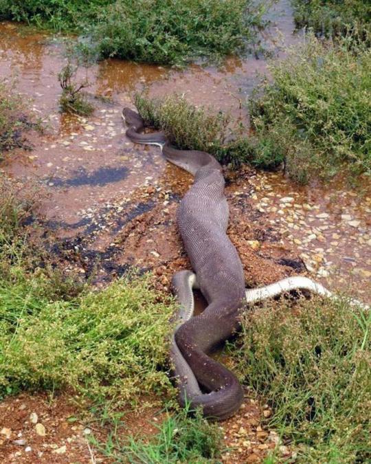 Pertarungan sengit Anaconda dan buaya di Australia