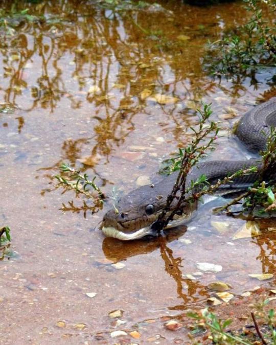 Pertarungan sengit Anaconda dan buaya di Australia