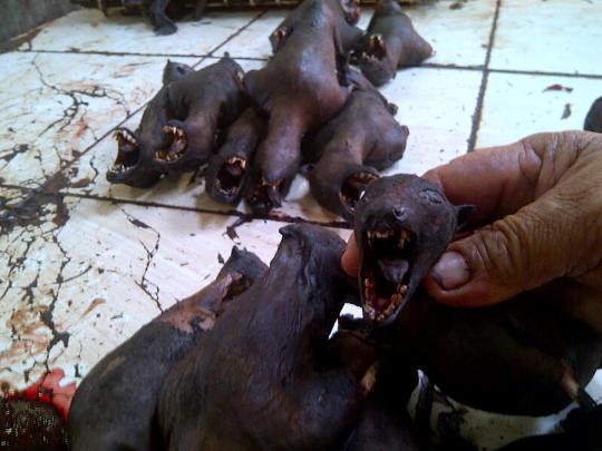 Menengok pasar makanan ekstrem Tomohon