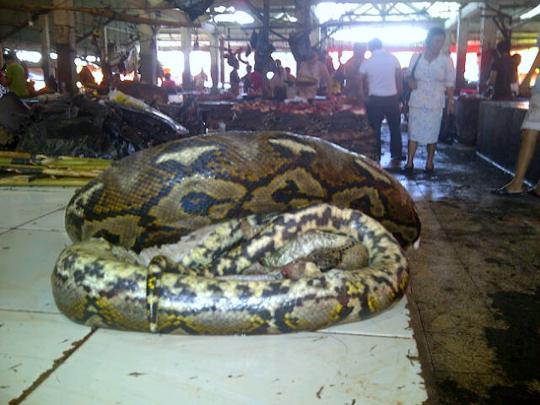 Menengok pasar makanan ekstrem Tomohon