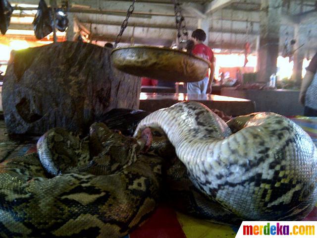 Foto : Menengok pasar makanan ekstrem Tomohon merdeka.com