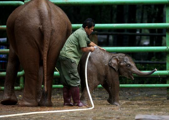 Tingkah lucu bayi gajah Okto saat dimandikan di Ragunan