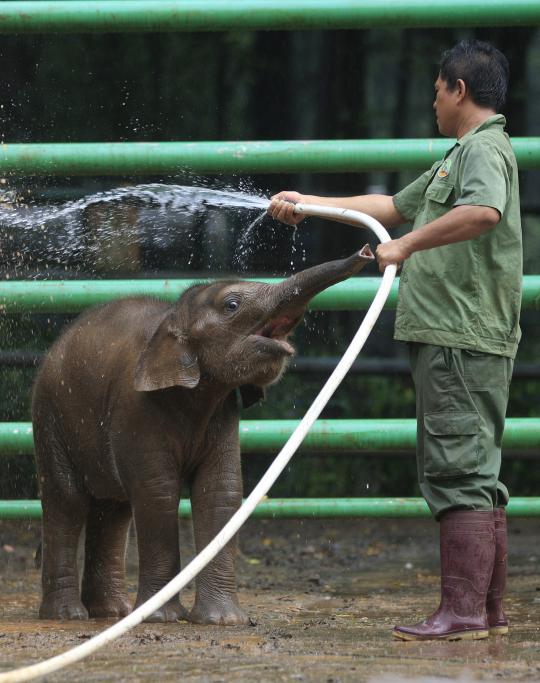 Tingkah lucu bayi gajah Okto saat dimandikan di Ragunan