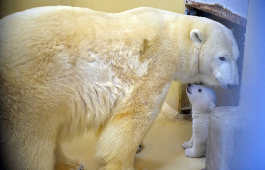 Lucunya si bayi beruang kutub di Kebun Binatang Bremerhaven