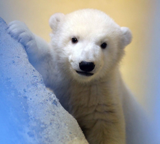 Lucunya si bayi beruang kutub di Kebun Binatang Bremerhaven