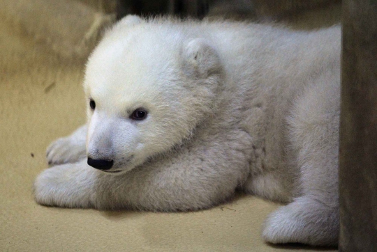 Lucunya si bayi beruang kutub di Kebun Binatang Bremerhaven