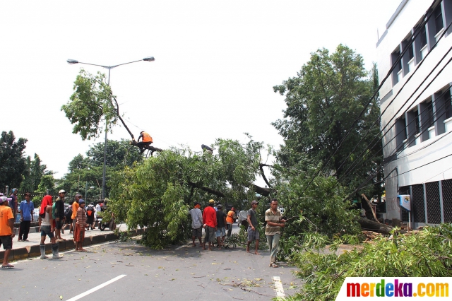 Foto : Pohon besar tumbang di Jalan Gunung Sahari merdeka.com