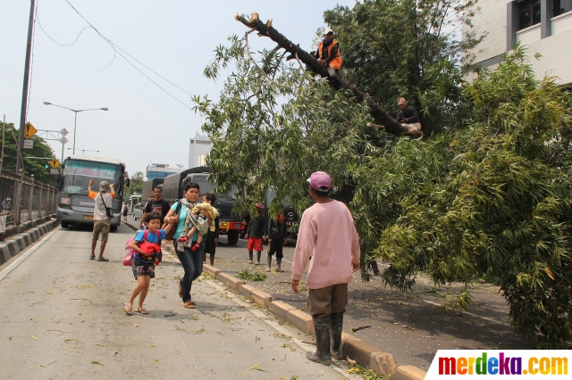 Foto : Pohon besar tumbang di Jalan Gunung Sahari merdeka.com