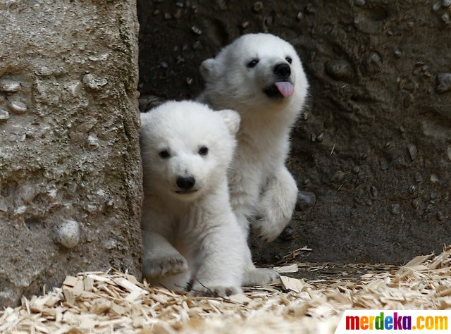 Foto : Imutnya bayi kembar beruang kutub di kebun binatang ...