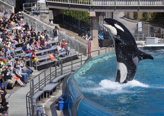 Atraksi spektakuler paus pembunuh dalam 'Shamu Show' di Seaworld