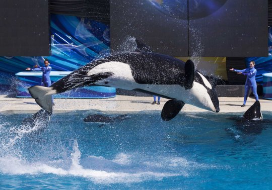 Atraksi spektakuler paus pembunuh dalam 'Shamu Show' di Seaworld