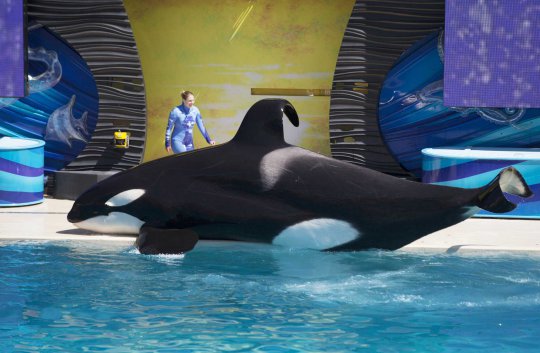 Atraksi spektakuler paus pembunuh dalam 'Shamu Show' di Seaworld