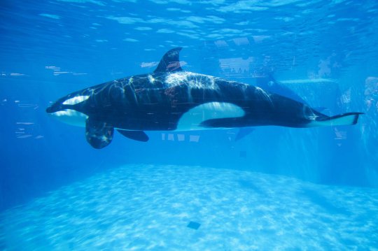 Atraksi spektakuler paus pembunuh dalam 'Shamu Show' di Seaworld