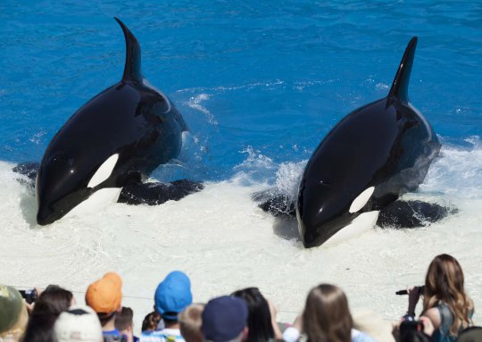 Atraksi spektakuler paus pembunuh dalam 'Shamu Show' di Seaworld