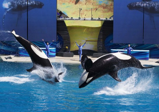 Atraksi spektakuler paus pembunuh dalam 'Shamu Show' di Seaworld