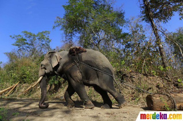 Download 80 Gambar Gajah Sedih Paling Bagus Gratis
