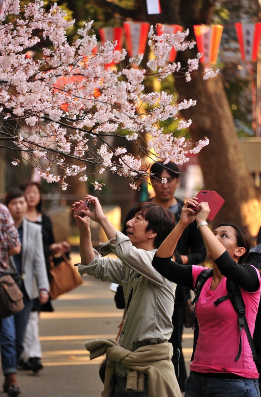 Masuki musim semi, Jepang bertaburan bunga sakura