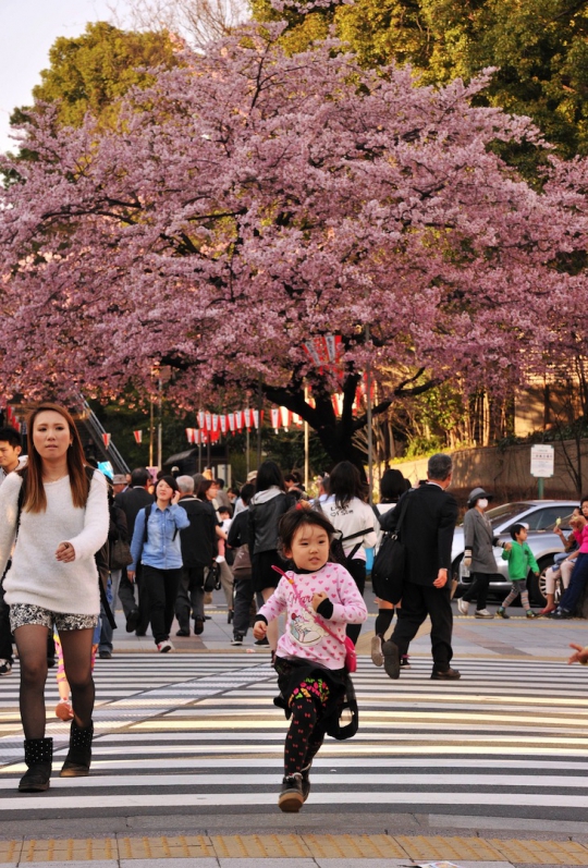 Masuki musim semi, Jepang bertaburan bunga sakura