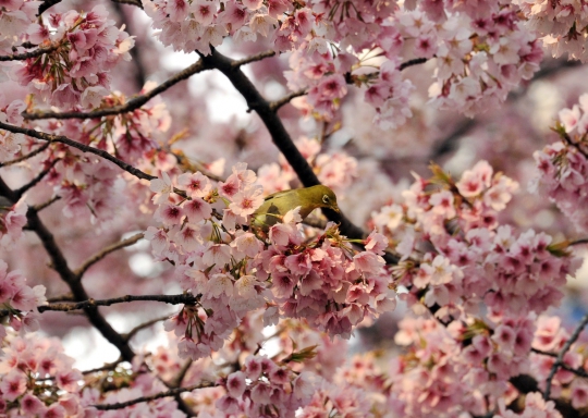Masuki musim semi, Jepang bertaburan bunga sakura