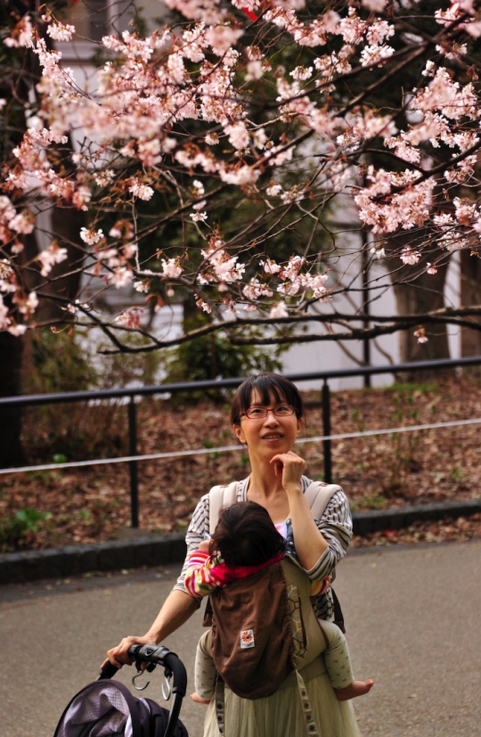 Masuki musim semi, Jepang bertaburan bunga sakura