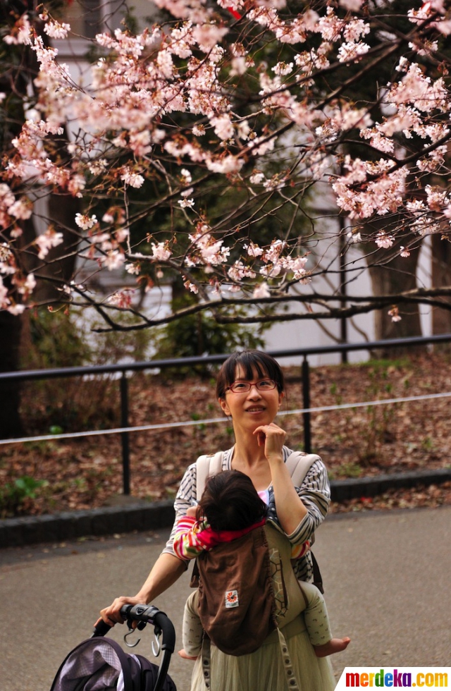 Foto : Masuki musim semi, Jepang bertaburan bunga sakura 