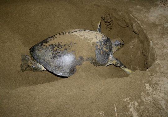 Menengok aktivitas penangkaran penyu di Pantai Sukamade