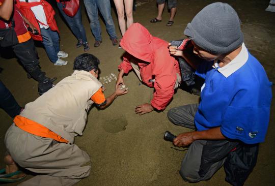 Menengok aktivitas penangkaran penyu di Pantai Sukamade